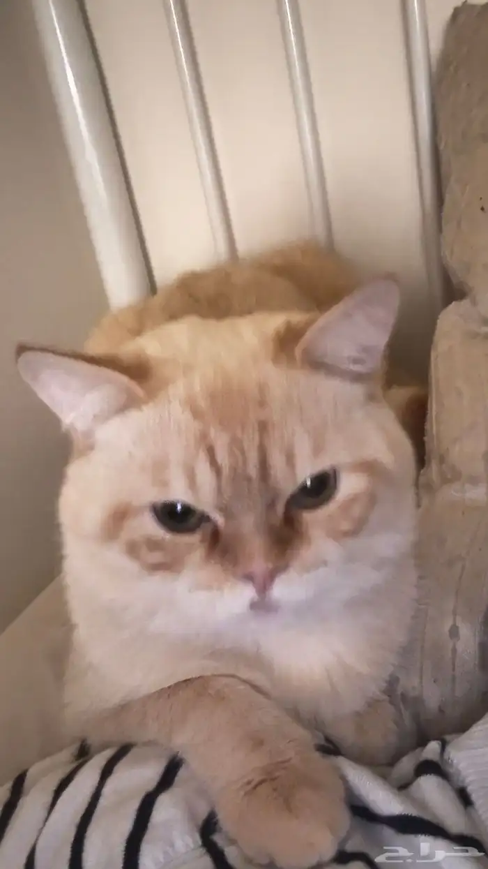 للبيع قط سكوتش 3