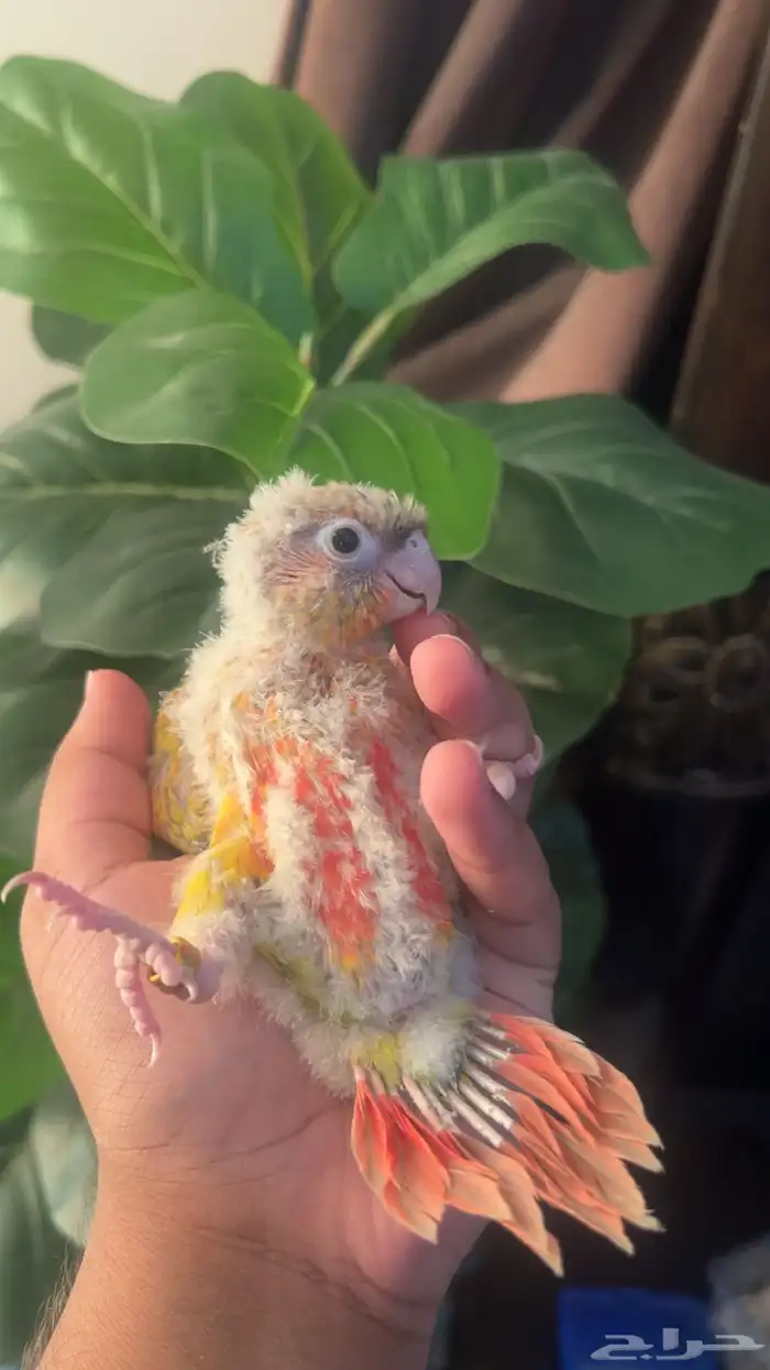 فرخ كنيور اناناس رد فاكتر حجم وصبغه 0