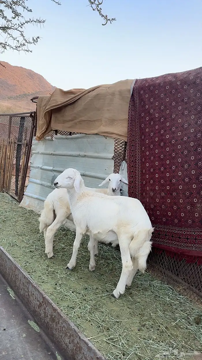 بهم كفوو 0