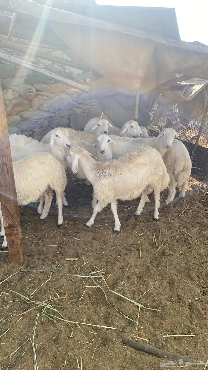 8 طليان سمان للمناسبات 10