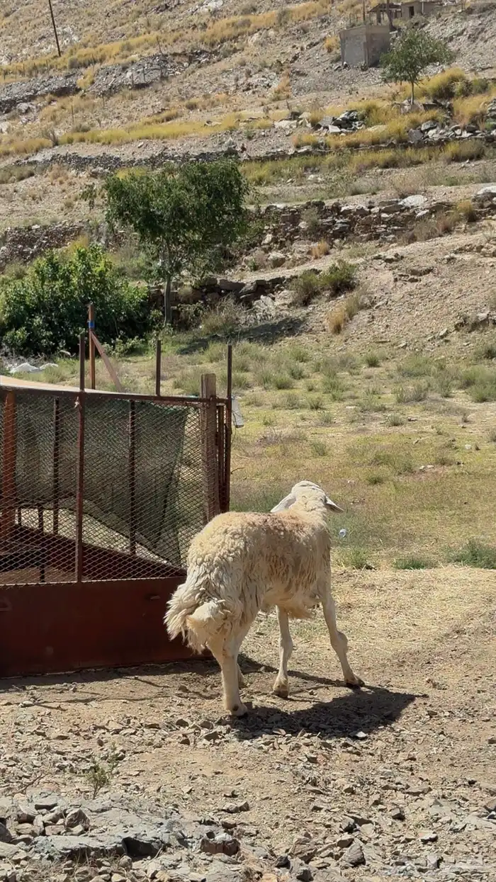 فحل حري صنف الصنف جرم هايل ونادر ينعرض مثله 3