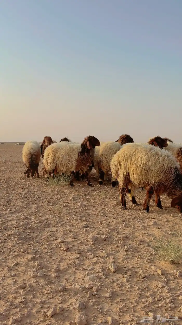 جذعات نعيم 4