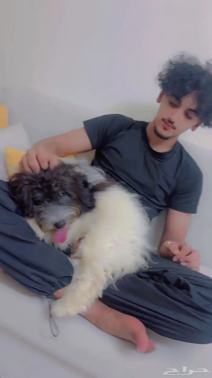 كلب لا البيع 4