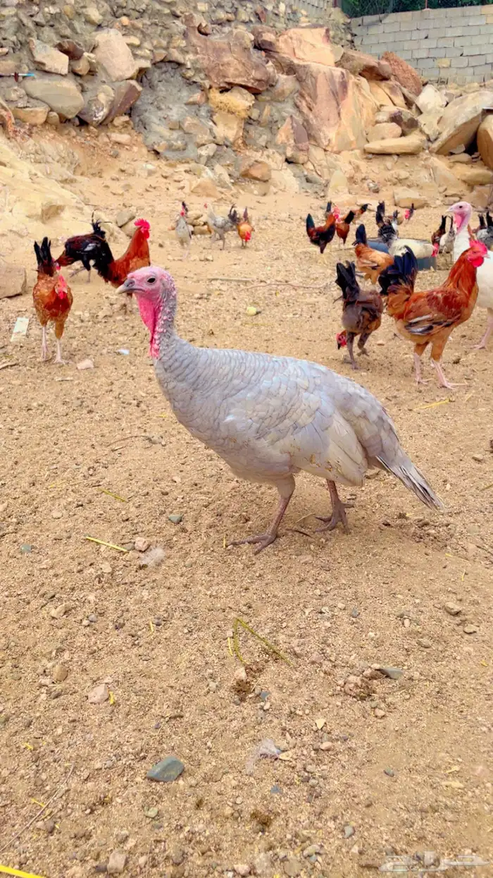 دجاج رومي 0