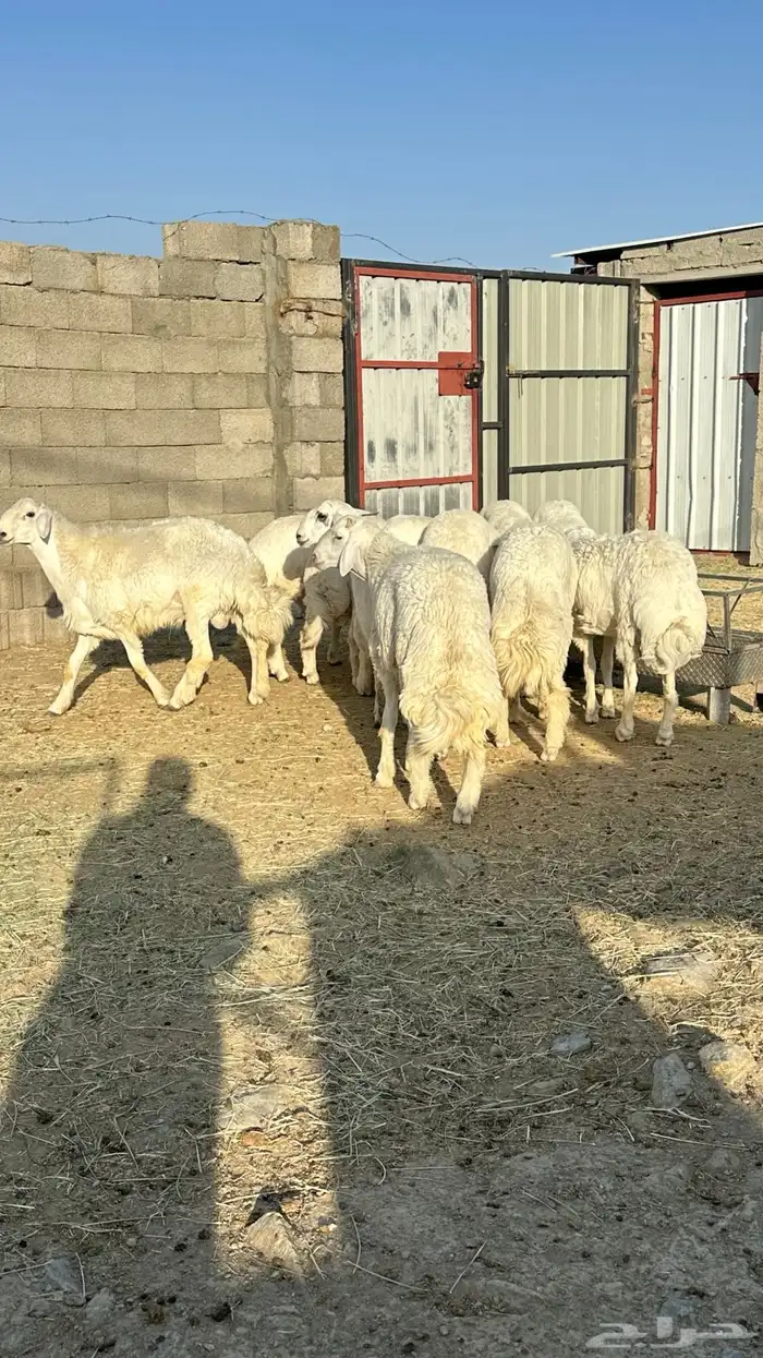 طليان جبره 2