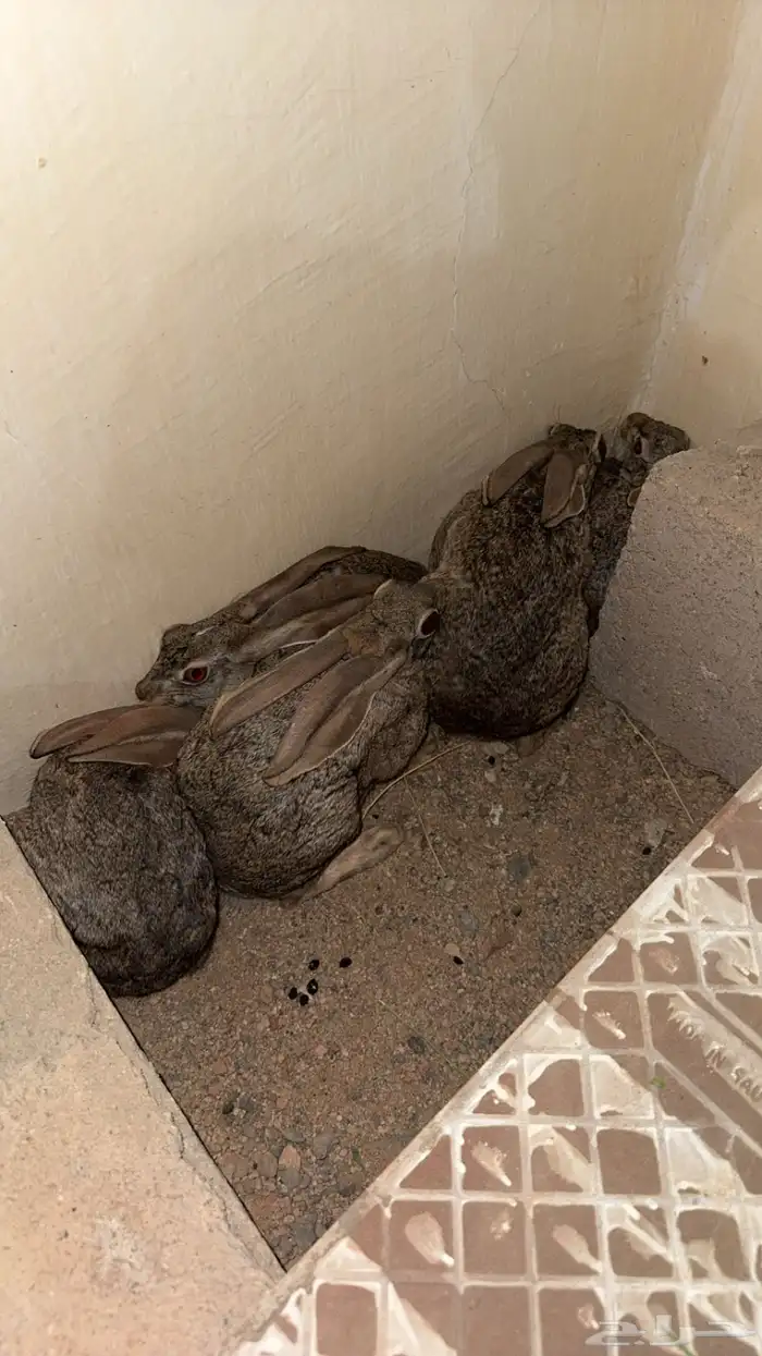 ارانب بريه 0
