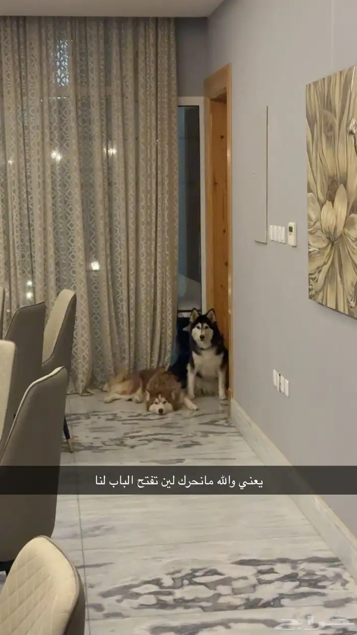 كلب هاسكي للتبني بسعر رمزي 3