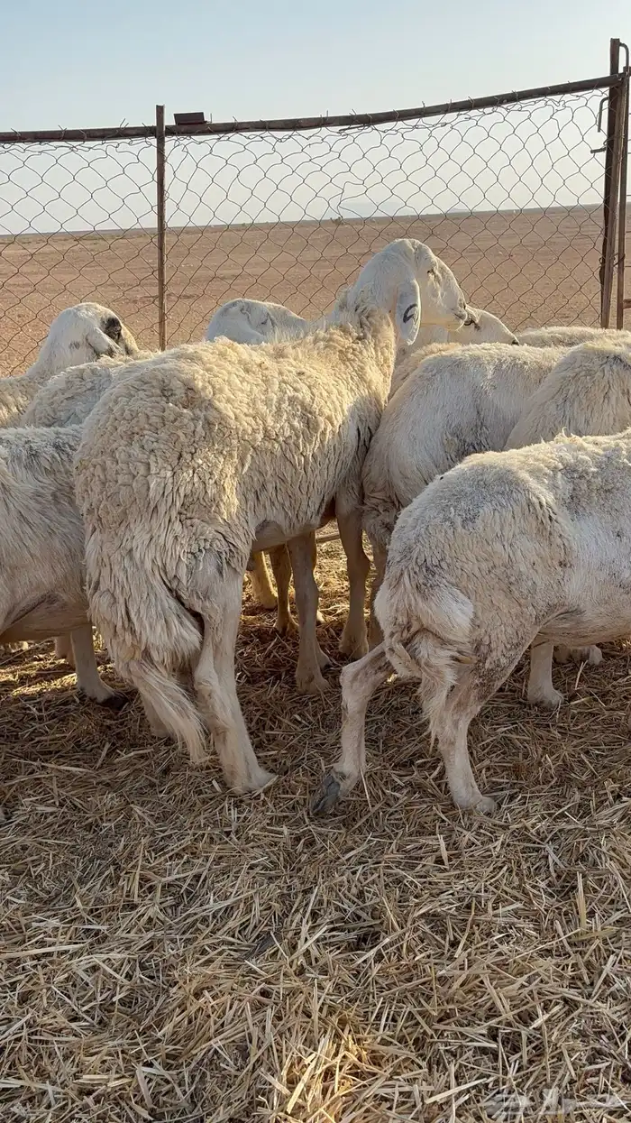 غنم حريات و معزاء للبيع 8