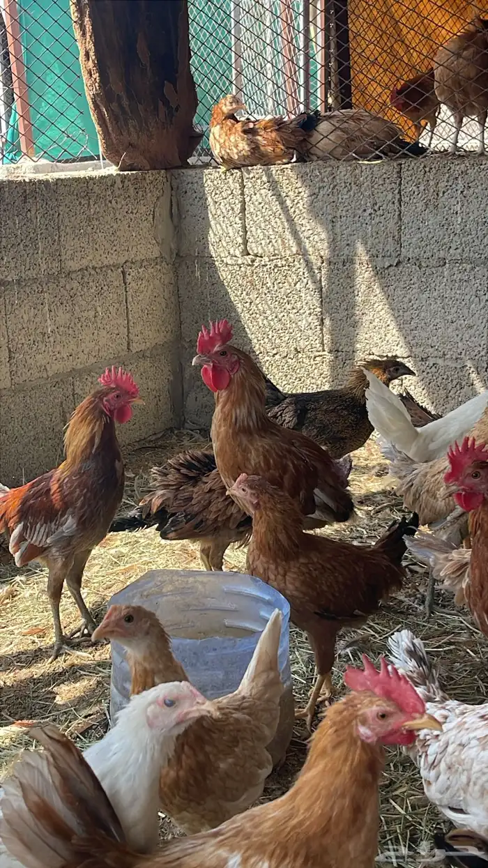 للبيع دجاج بلدي 2