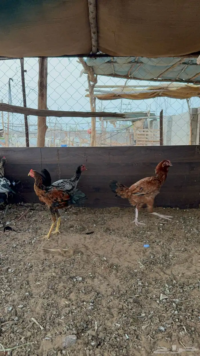 دجاجه باكستاني مفرخه 2