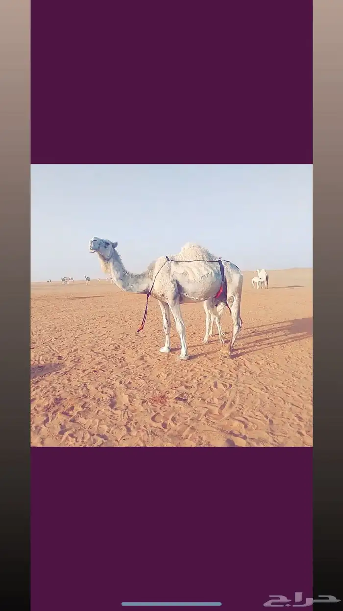 عشرا وضحى خفوت 1