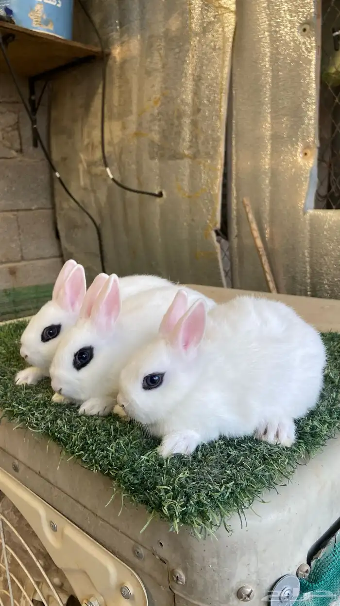 ارانب قزمية هوتوت( تم البيع ) 0