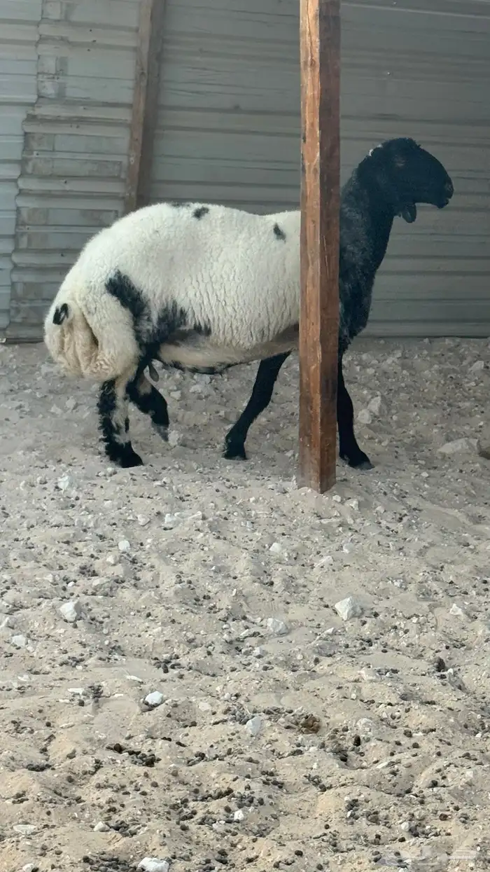 نعيم صنف 1