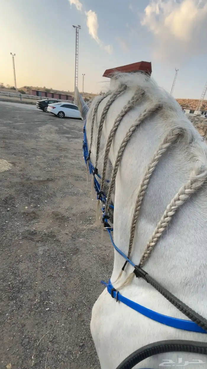 حصان شعبي كفو 7