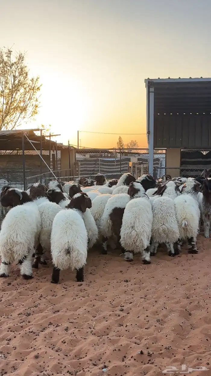 ذبايح بلدي فاخره 7