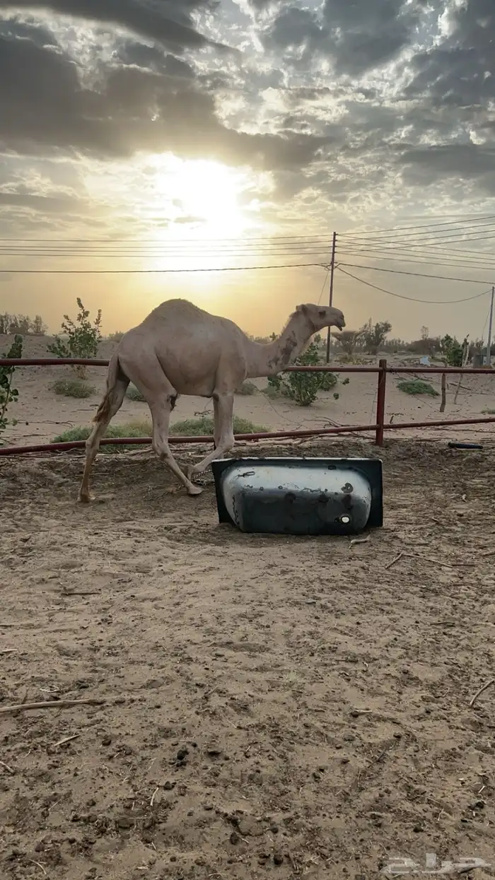 قعود ثني 1