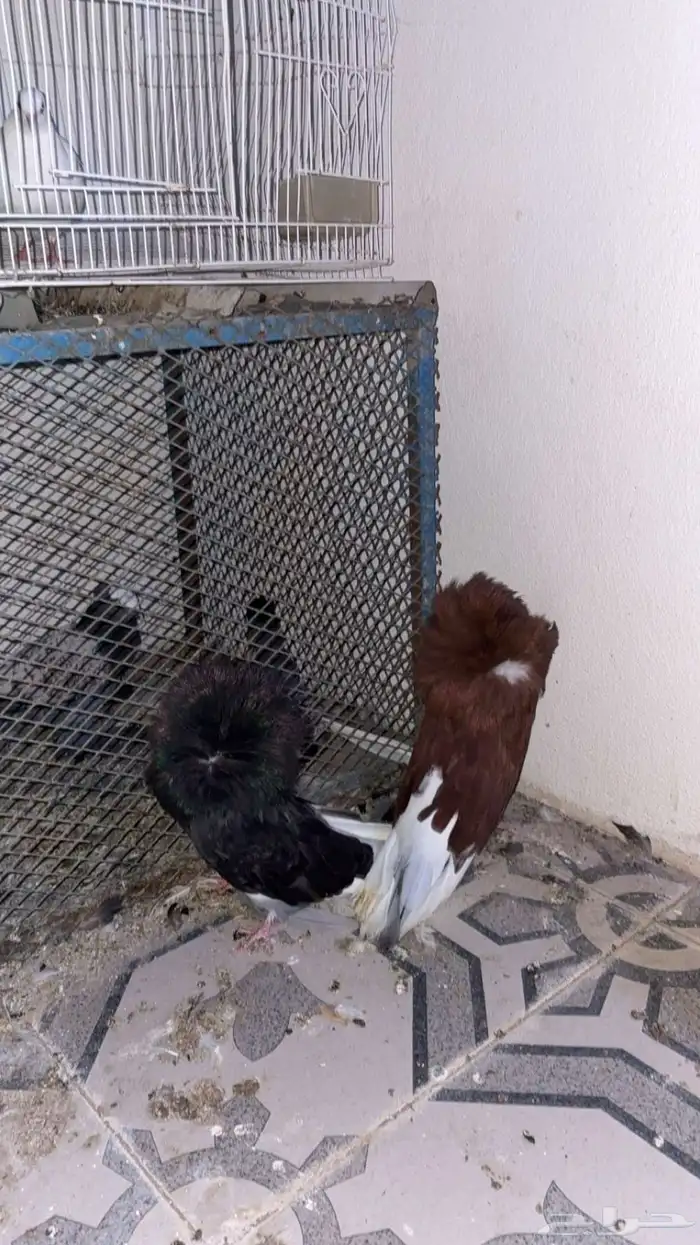 حمام زينه منوع 8