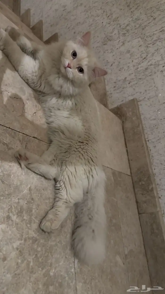 قطط هملايا 11