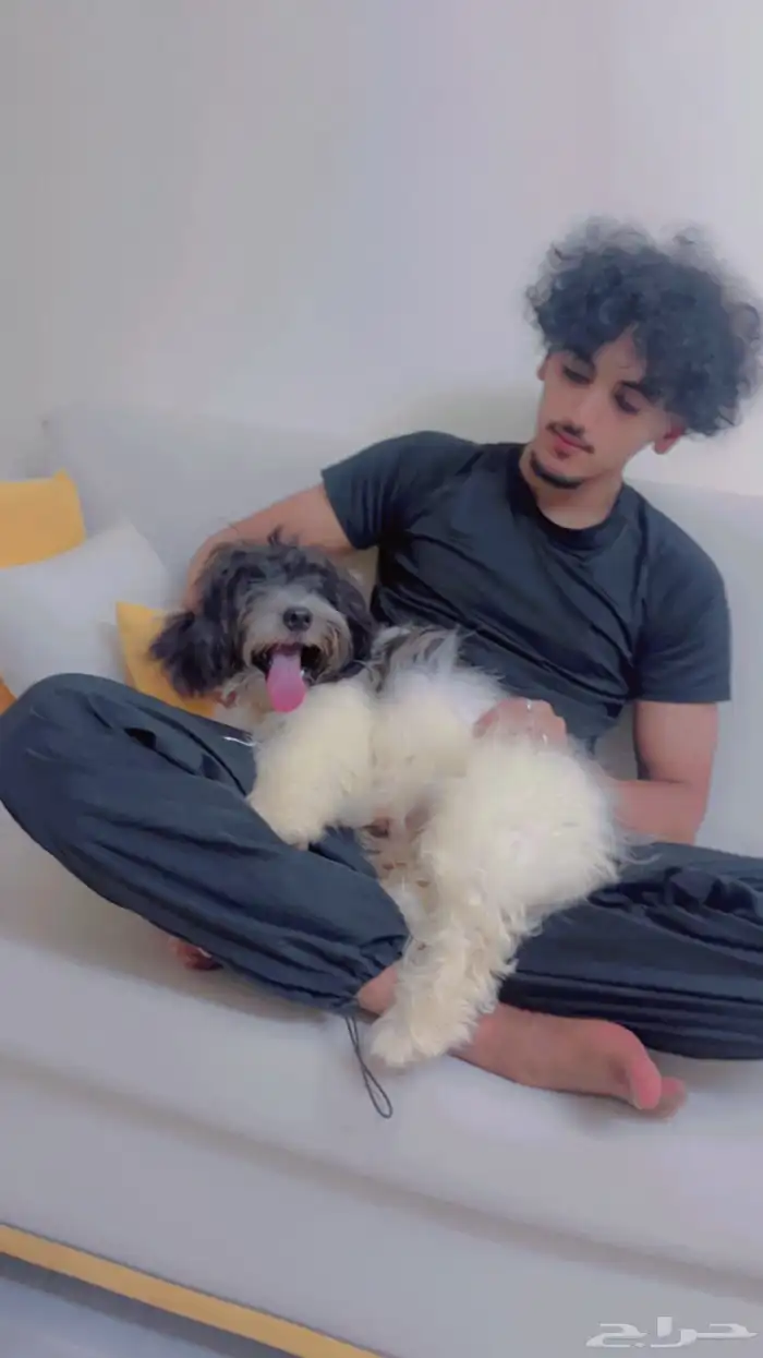 كلب لا البيع 5