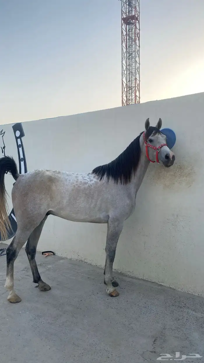 حصان عربي جزيري خصي حار 0