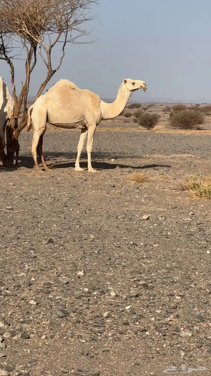 ضريبه طيبه 1