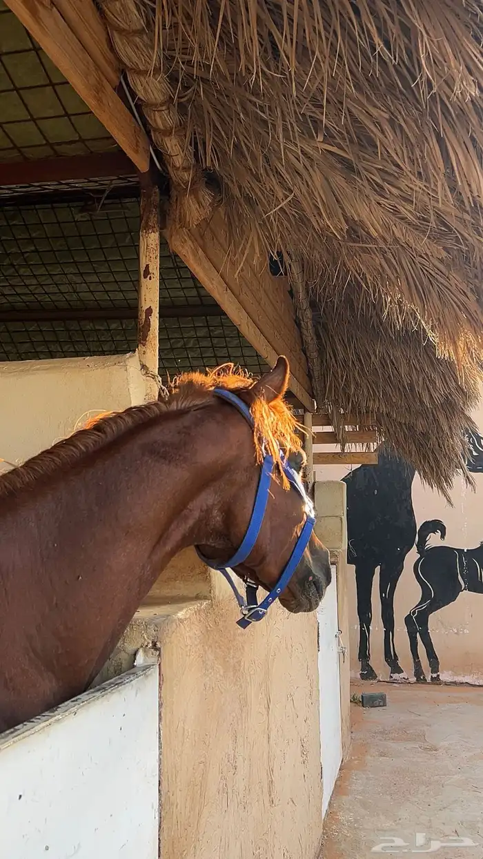 خيل شعبي شيخ 0
