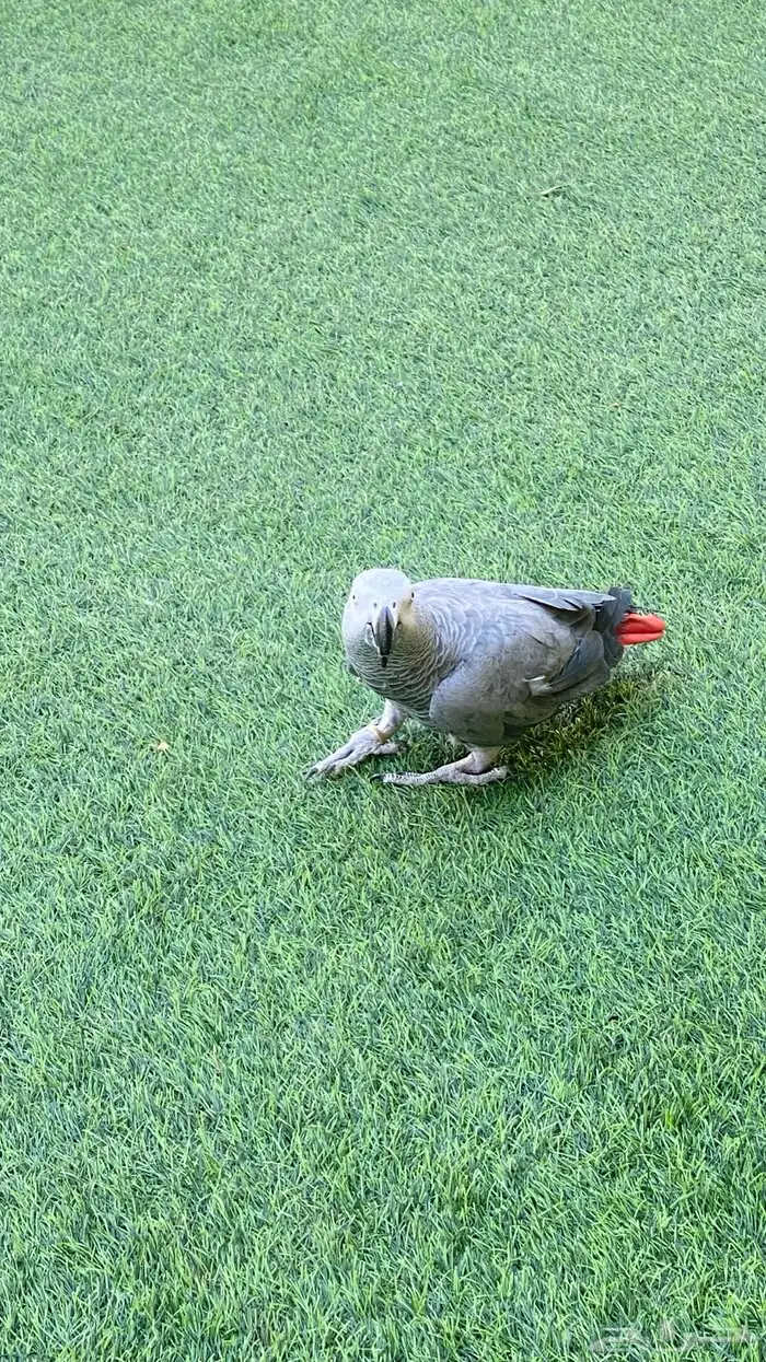 كاسكو اليف ومتكلم بطلاقه 2