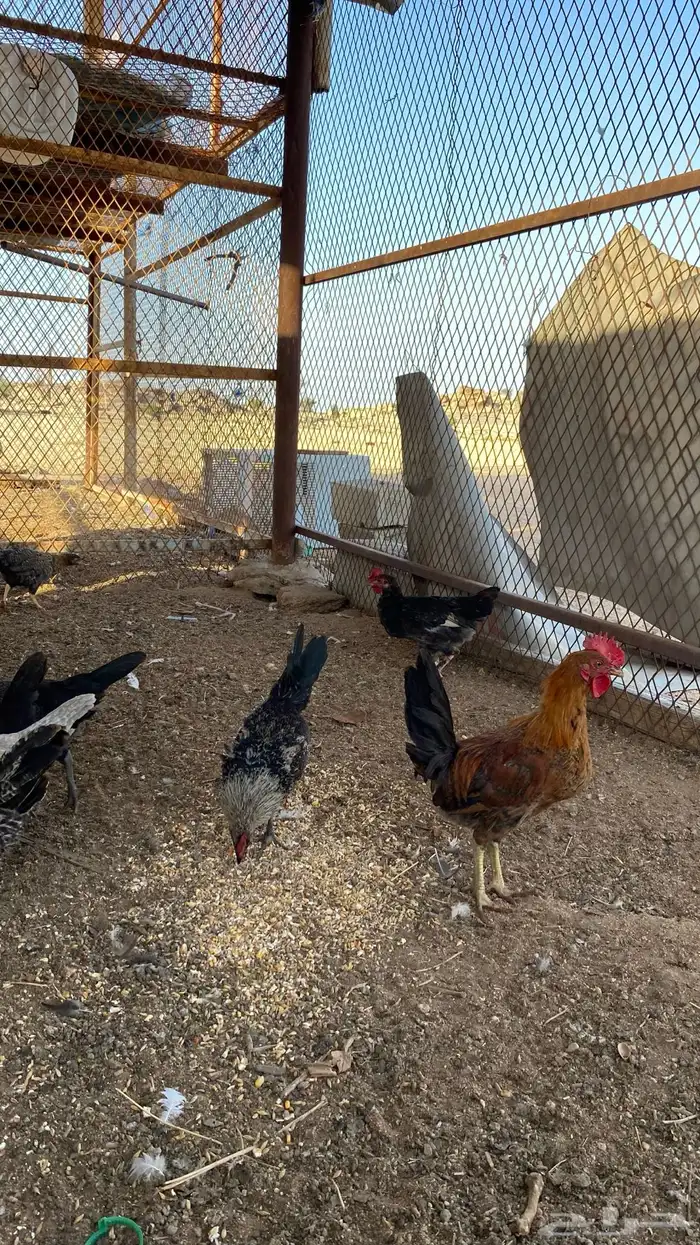 فراريج بلدي 8