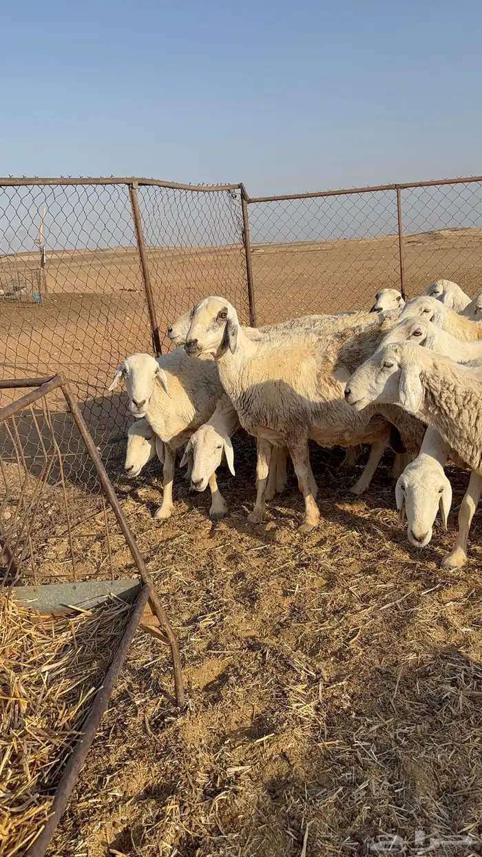 غنم حريات و معزاء للبيع 17
