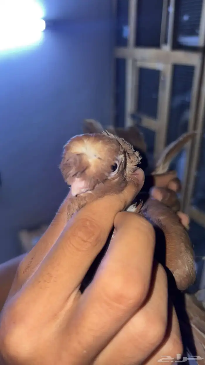 حمام زينه منوع 5