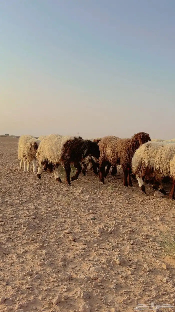 جذعات نعيم 10