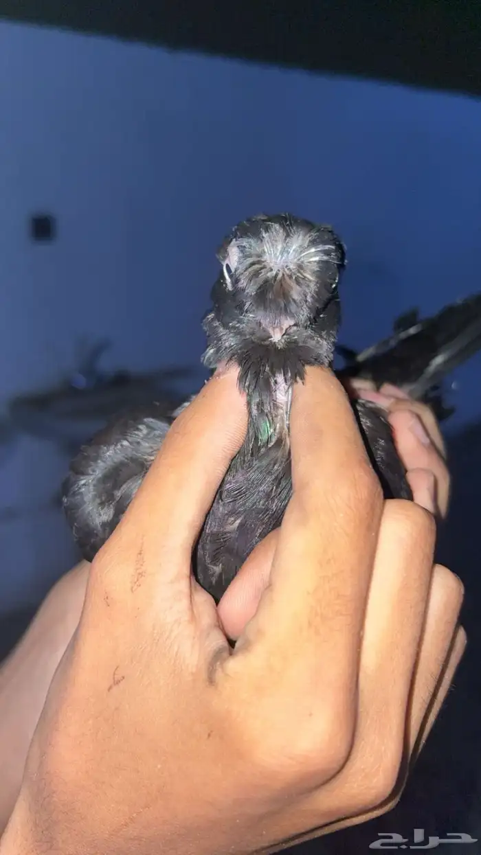 حمام زينه منوع 4