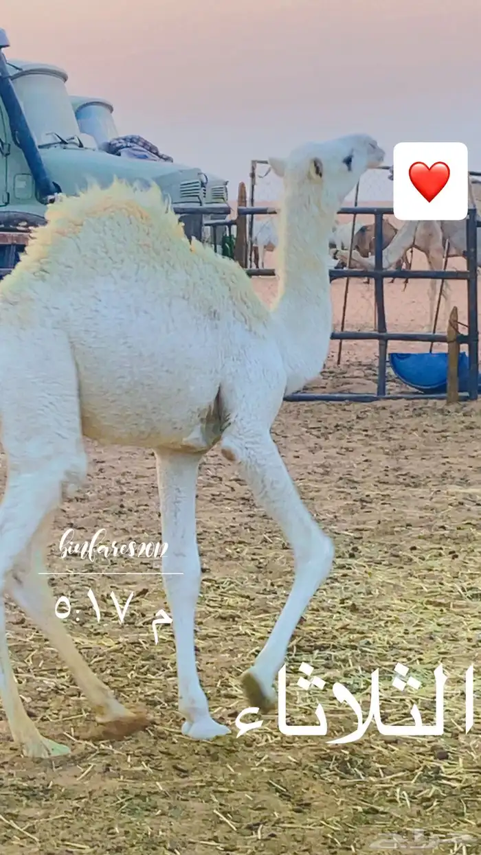 حشو لبانيه تحت امهاتها 4