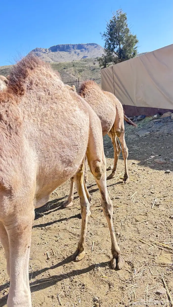 قعدان 1