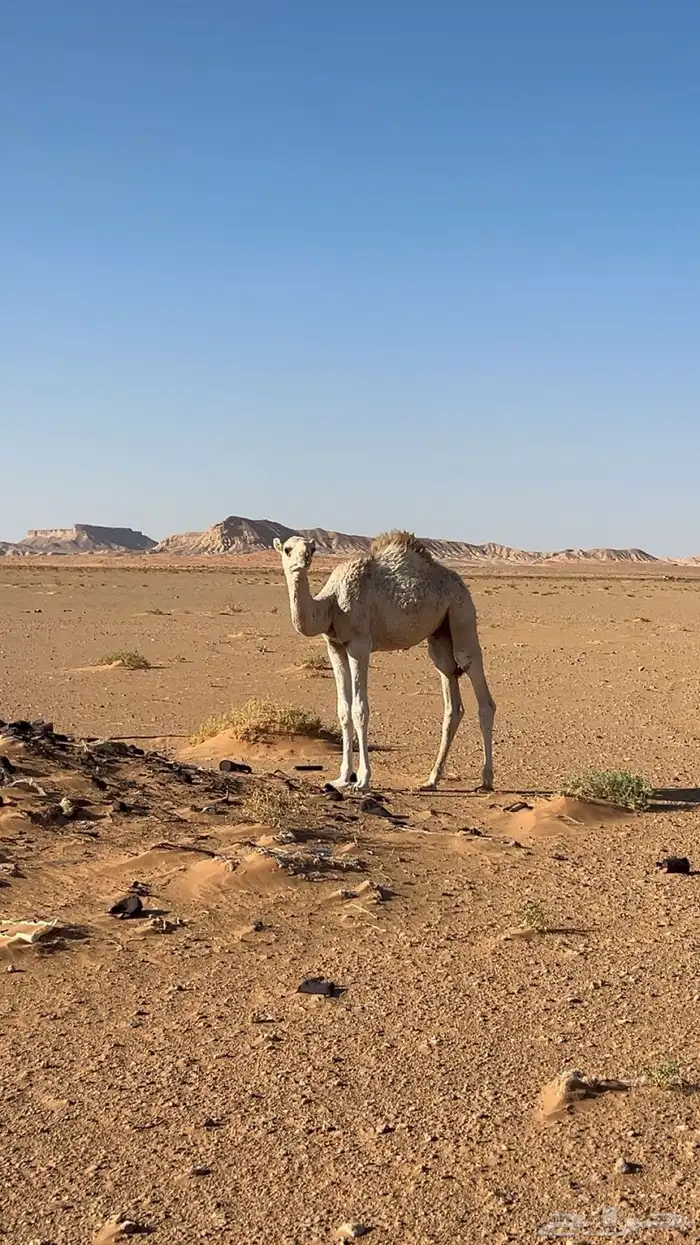 قعود العمر 6شهور 1