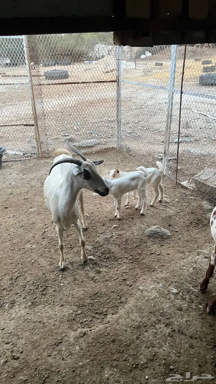 شاة مقنى معها ذكر وأنثى 1