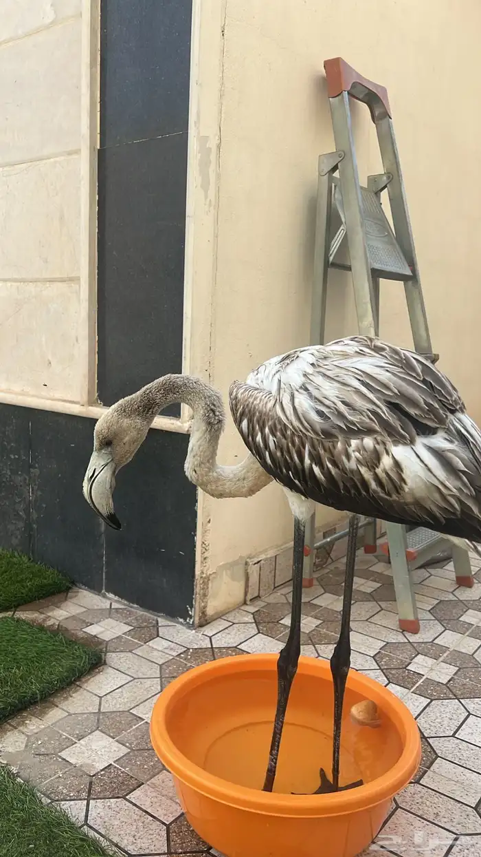طير فلامنجو للبيع سنه صغير 0