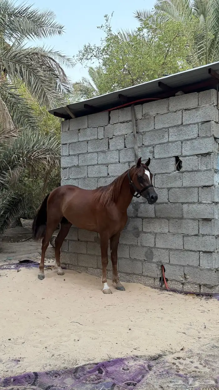 للبيع حصان عمره 3سنوات طوله بالمتر144 4