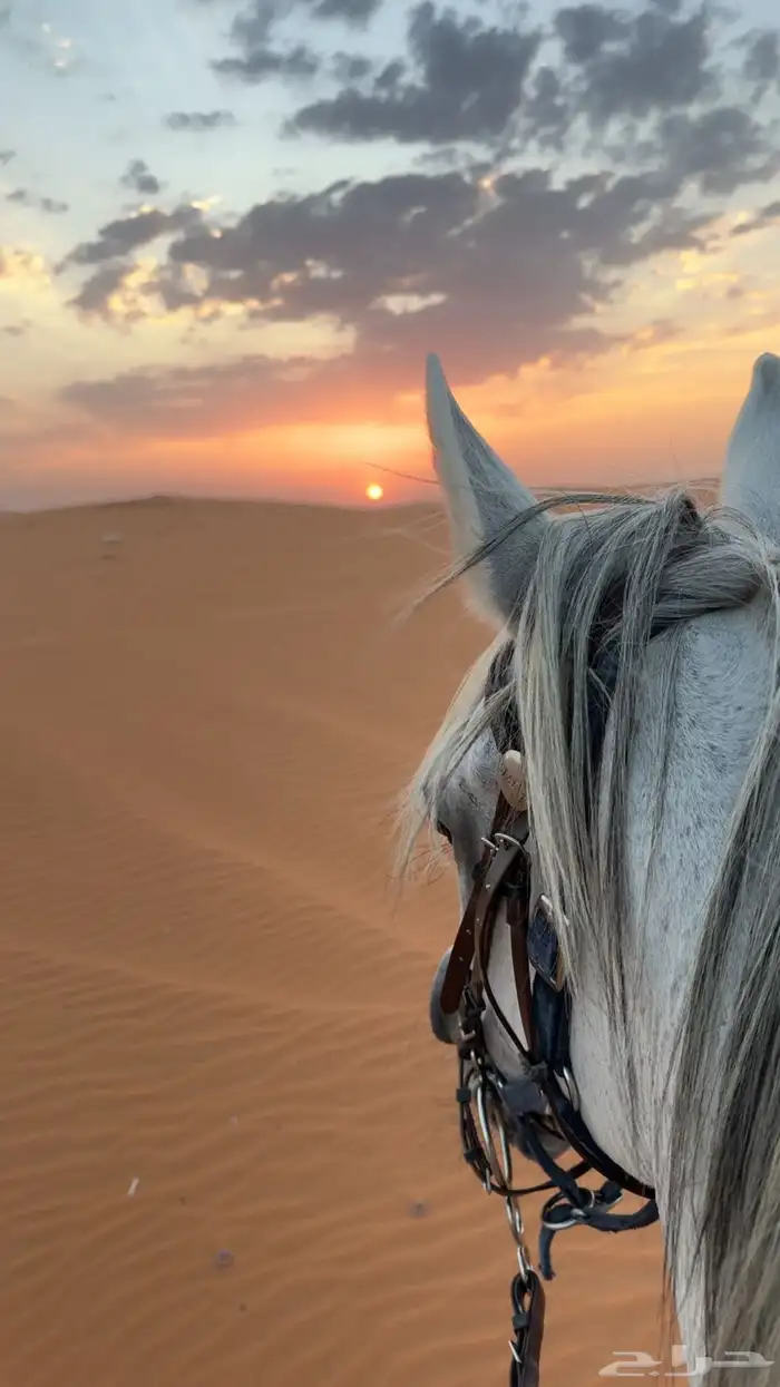 إيواء مربط الرهوان الخرارة 12