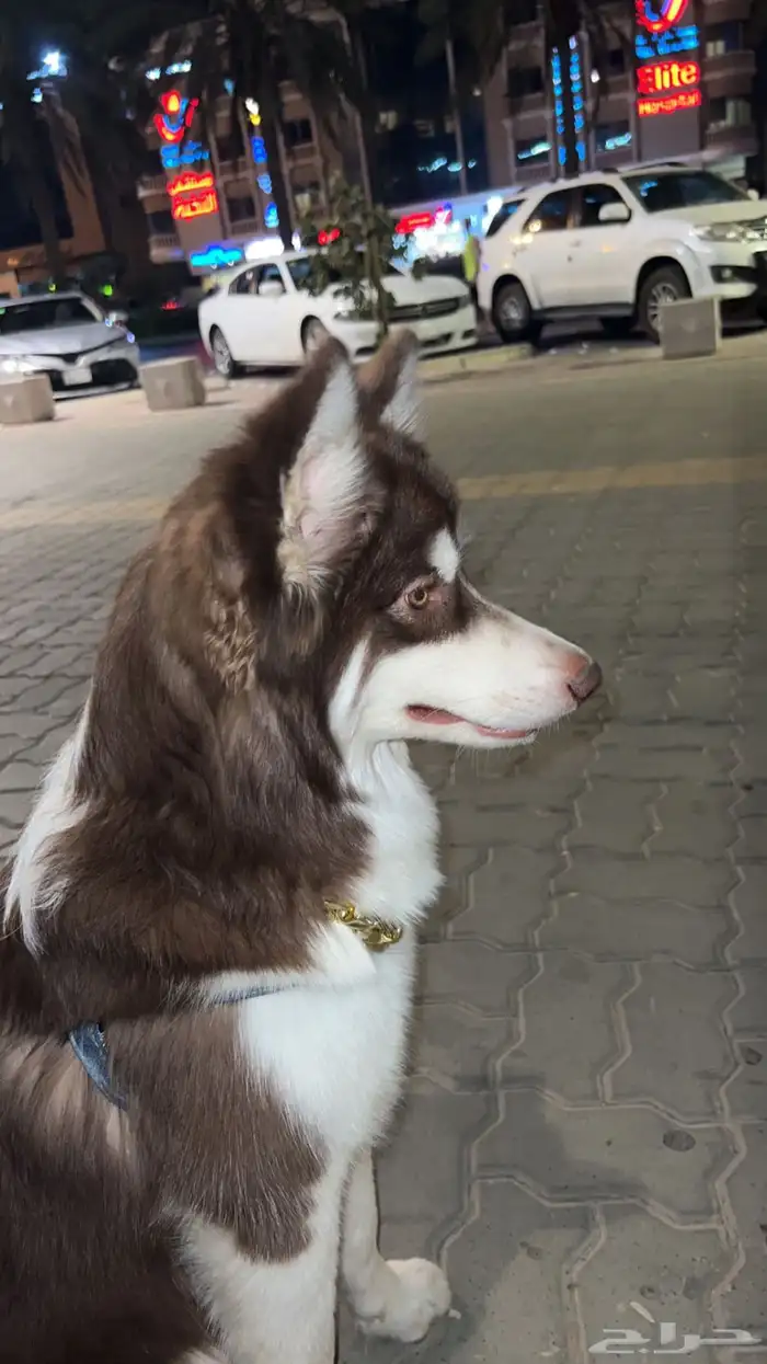 كلبه هاسكي سلاله طيبه 0