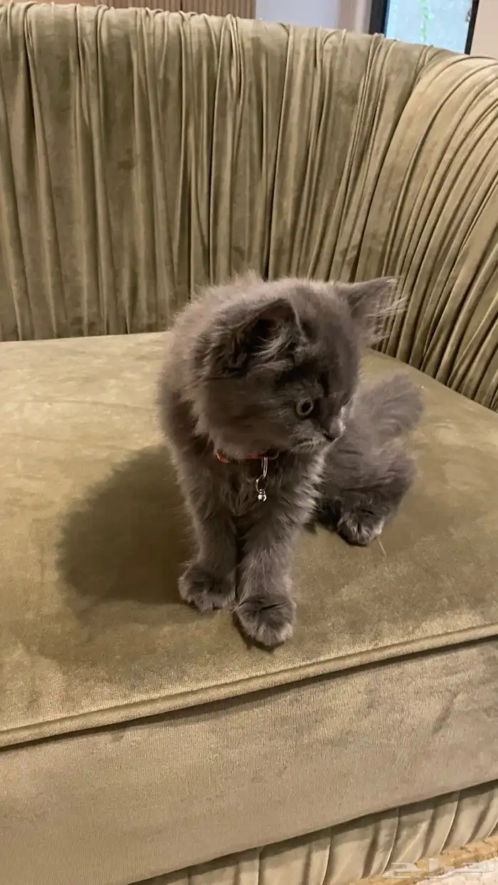 قط شيرازي 1