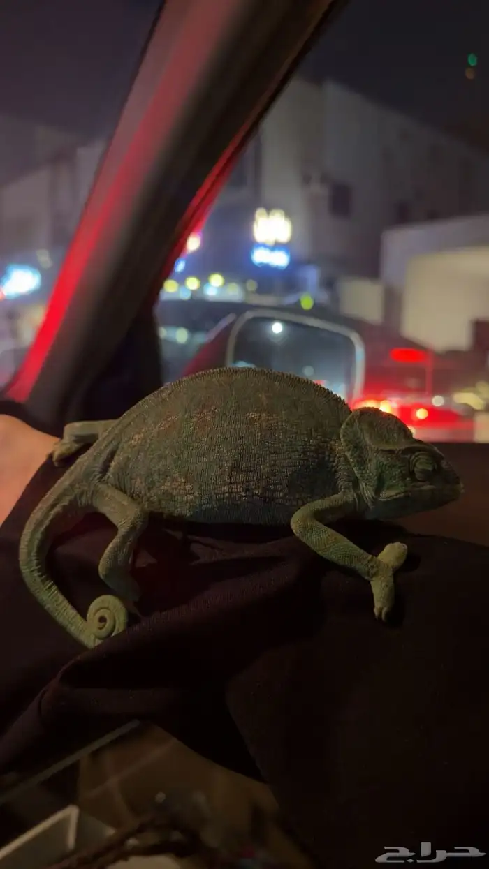 حرباء للبيع 1
