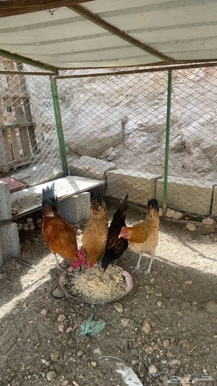 ثلاث دجاج وديك 3