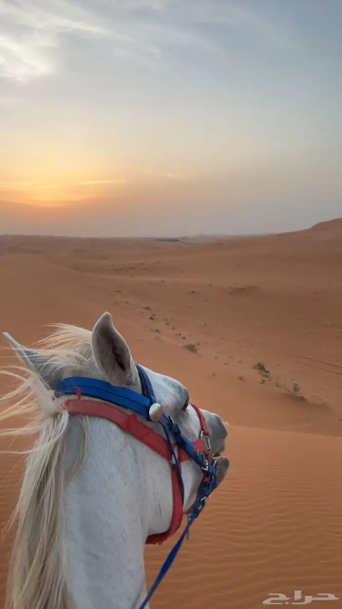 إيواء مربط الرهوان الخرارة 9
