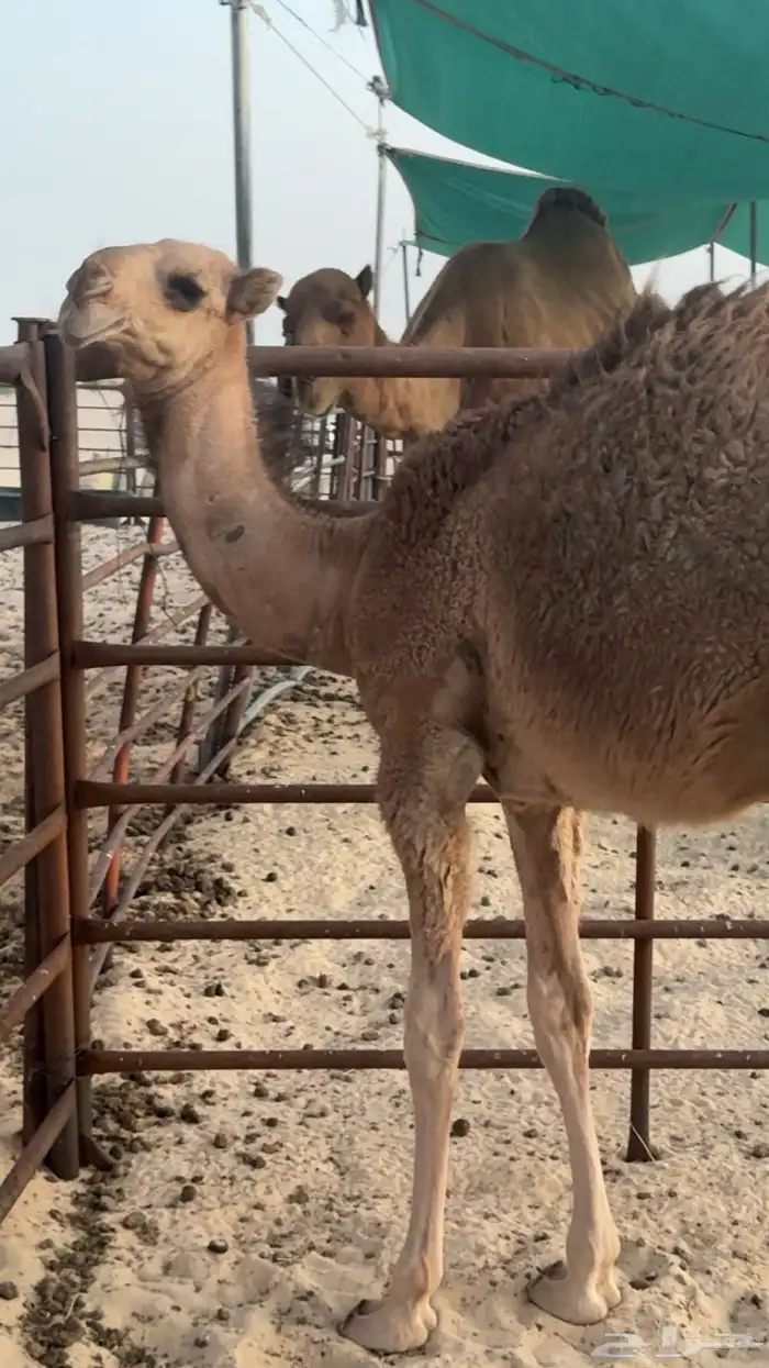 بكره حمرا كفو 1