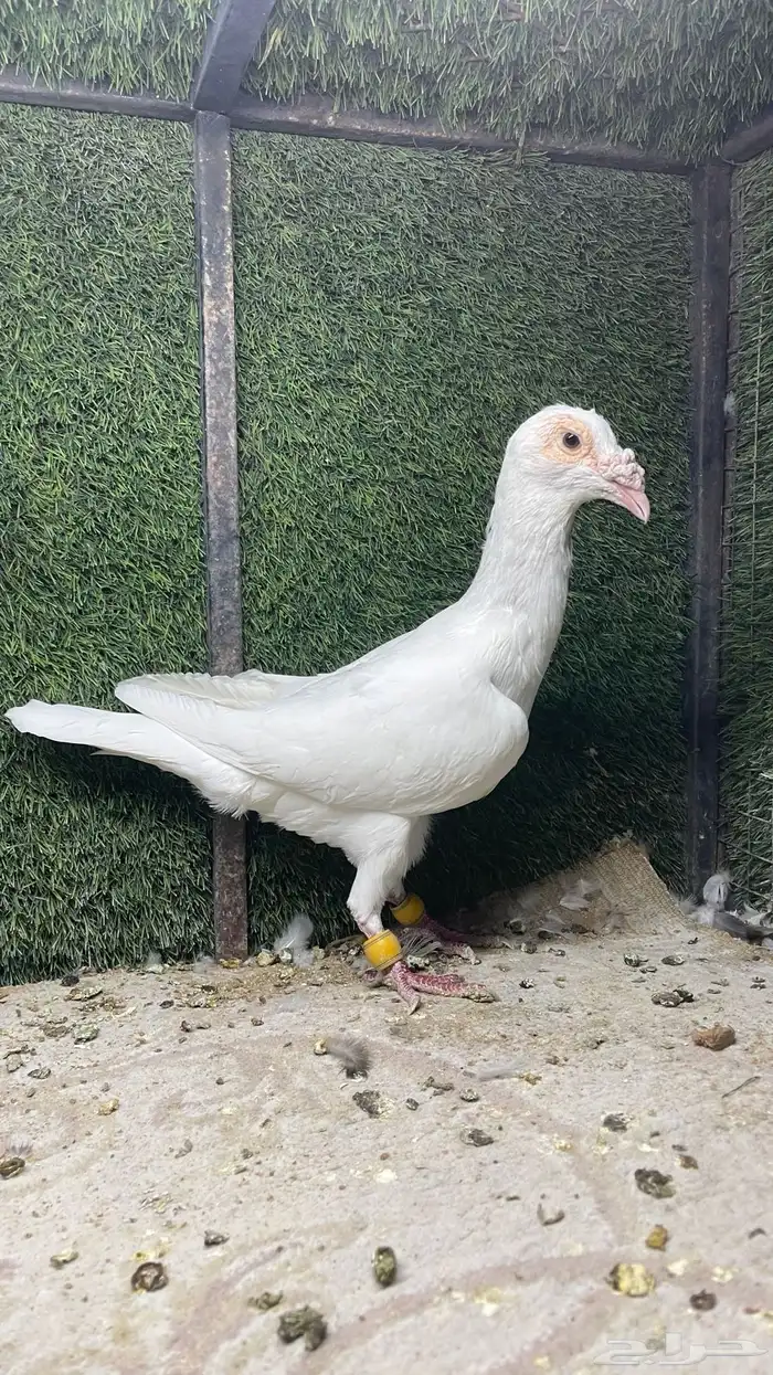 طيور شامية للبيع 2