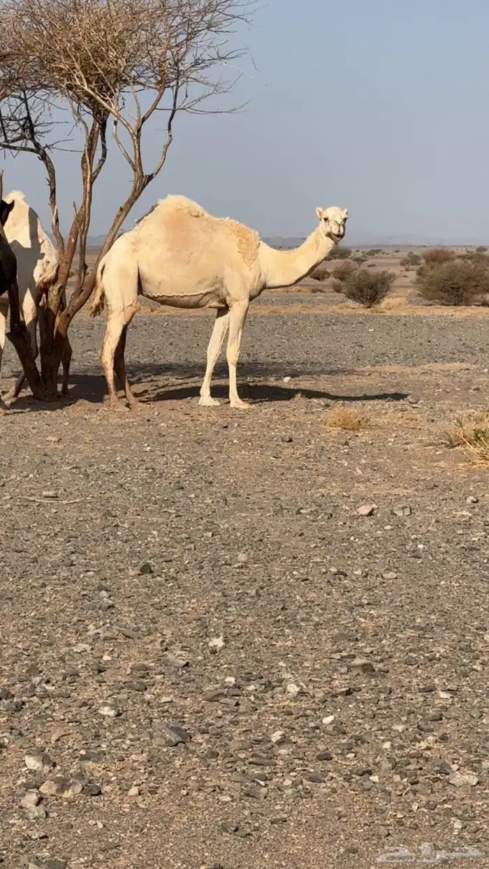 ضريبه طيبه 2