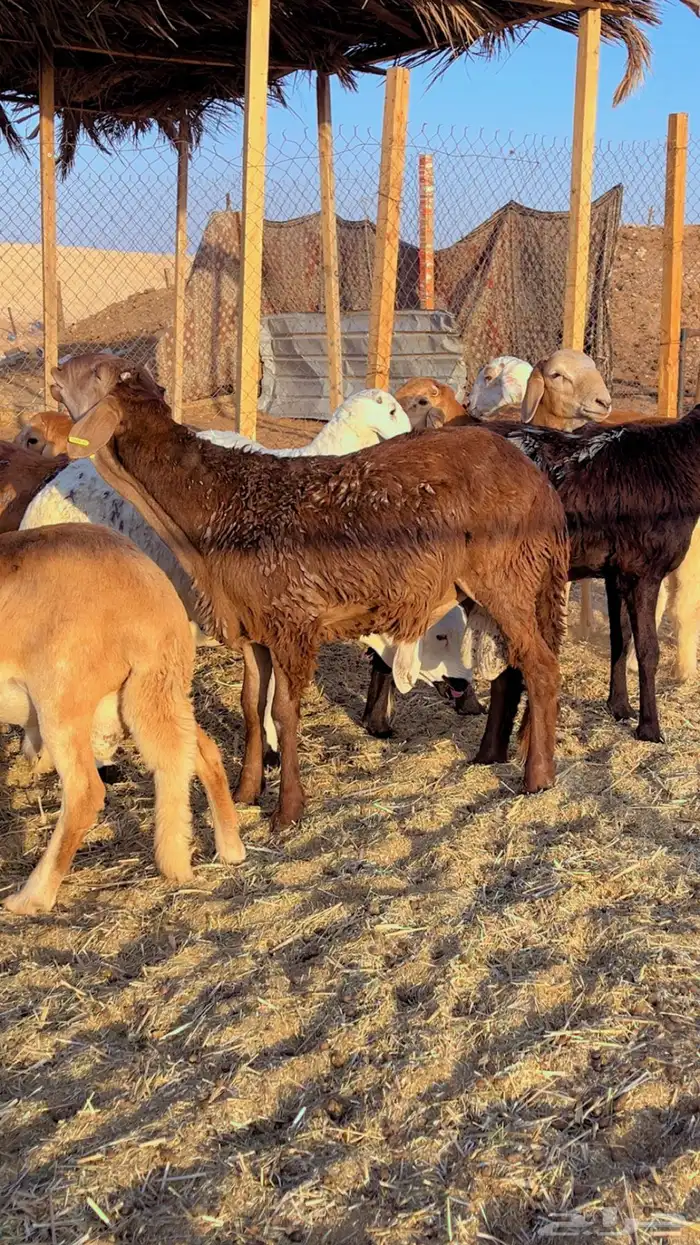 خرفان سواكن فل شحم مرابي 4 شهور 1