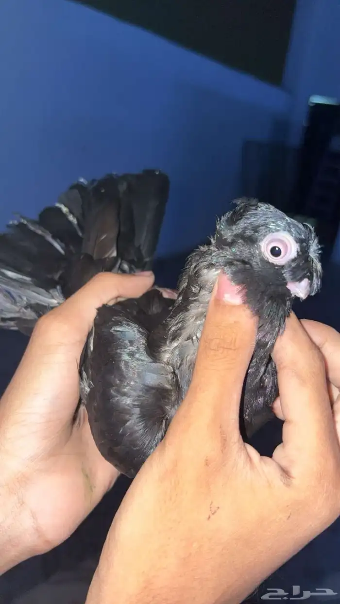 حمام زينه منوع 7