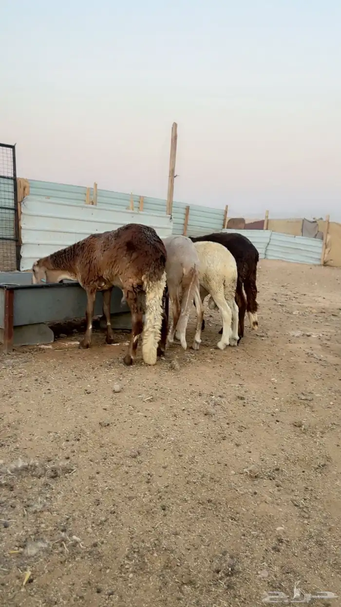 سواكني طيب مرابي 5 شهور شرط لحمه وكرش ابيض 9